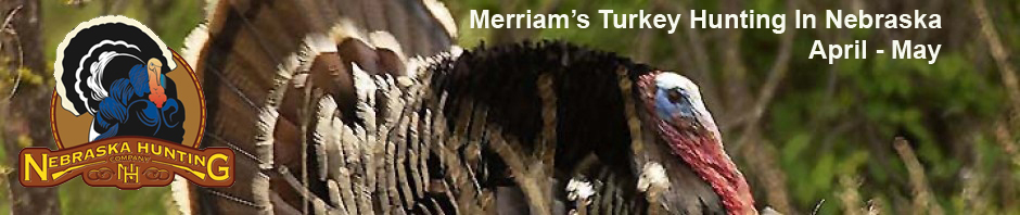Merriam’s Spring Turkey Hunt – Nebraska Spring Turkey Hunting
